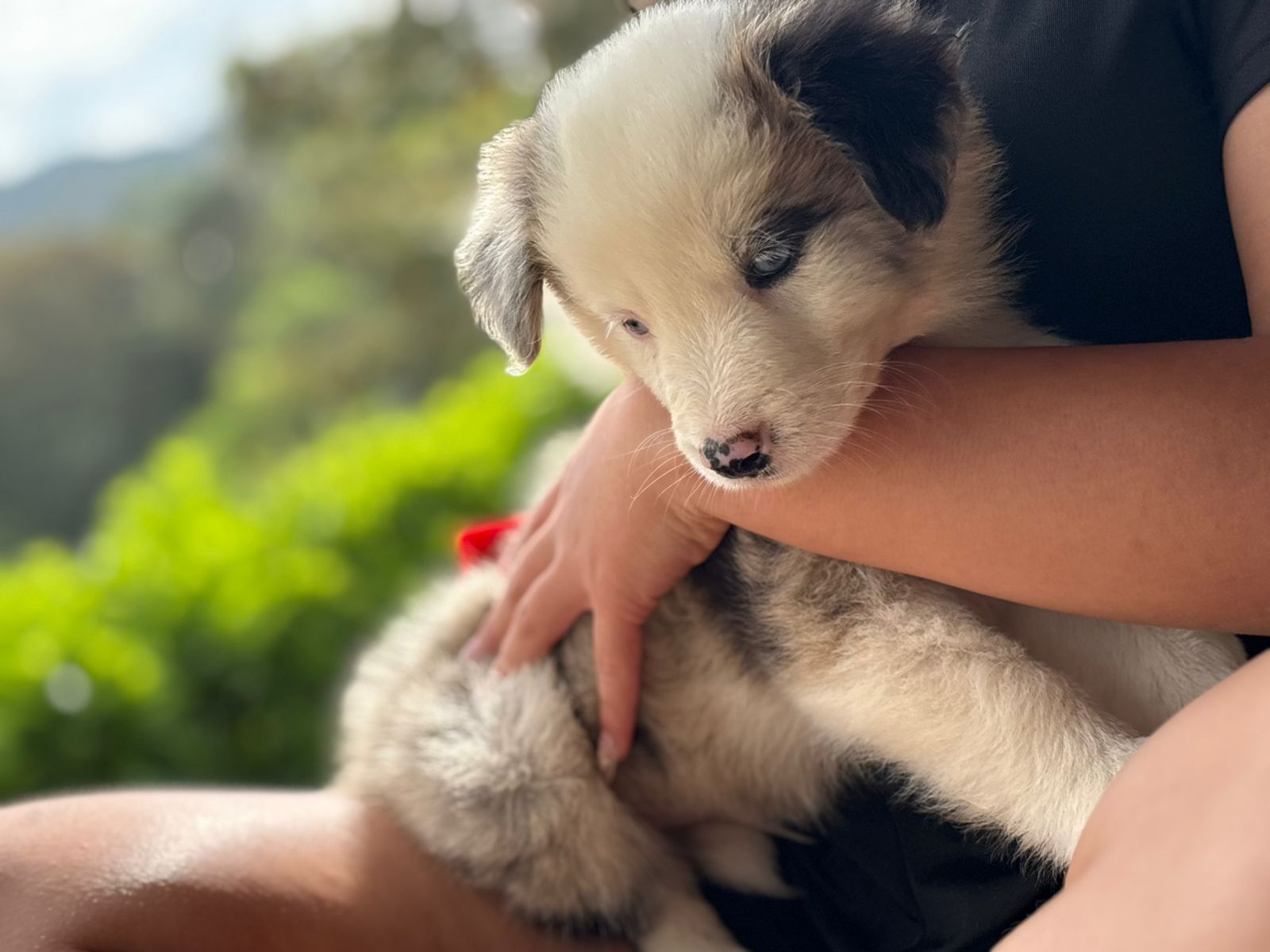 Cachorro Golden Retriever